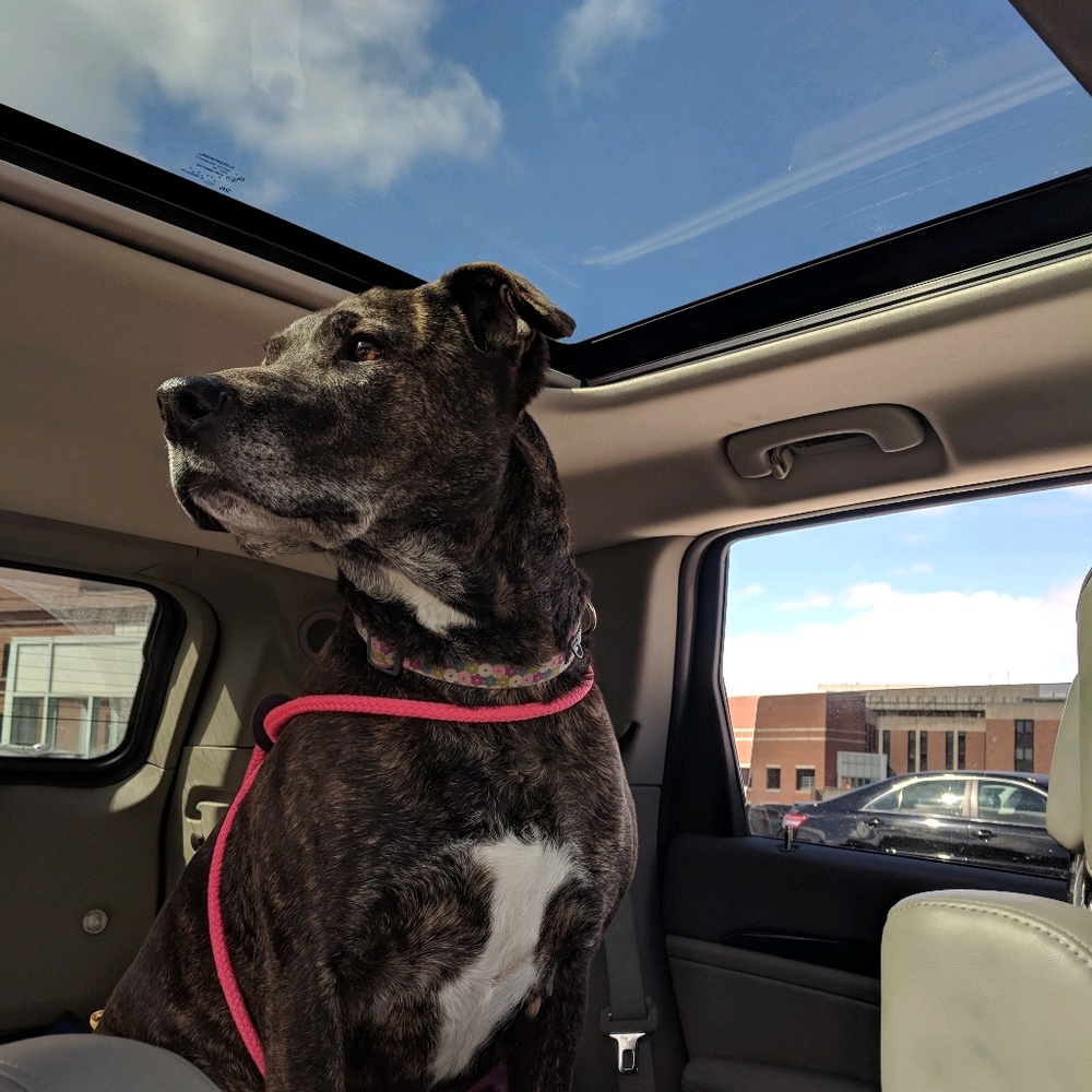 Meet your Posher, Shelby